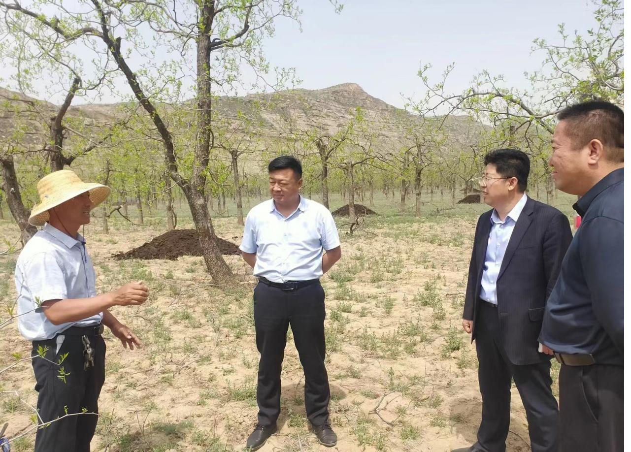 养生枣芽茶 致富新希望 —神木农业投资集团助力乡村振兴 点叶成金