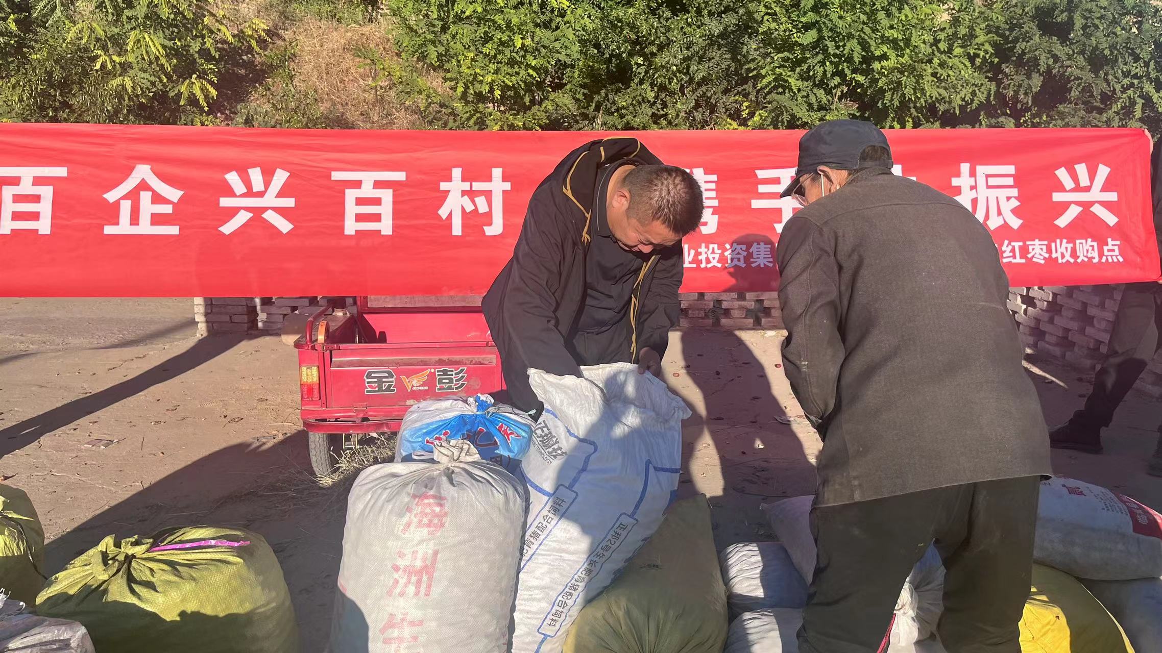 春采芽 秋收果 撂荒枣林又成宝 —神木乐天使盘活红枣产业 助力乡村振兴