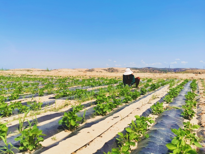 神木：打造农业公共品牌 助力乡村全面振兴 